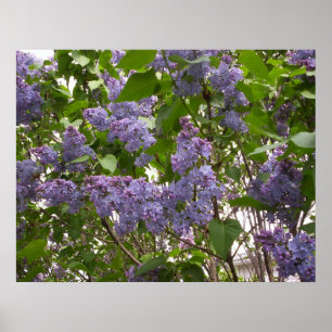 Lilacs Poster