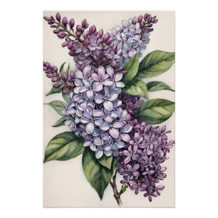 Lilacs Purple Lilac Bush Illustration Poster