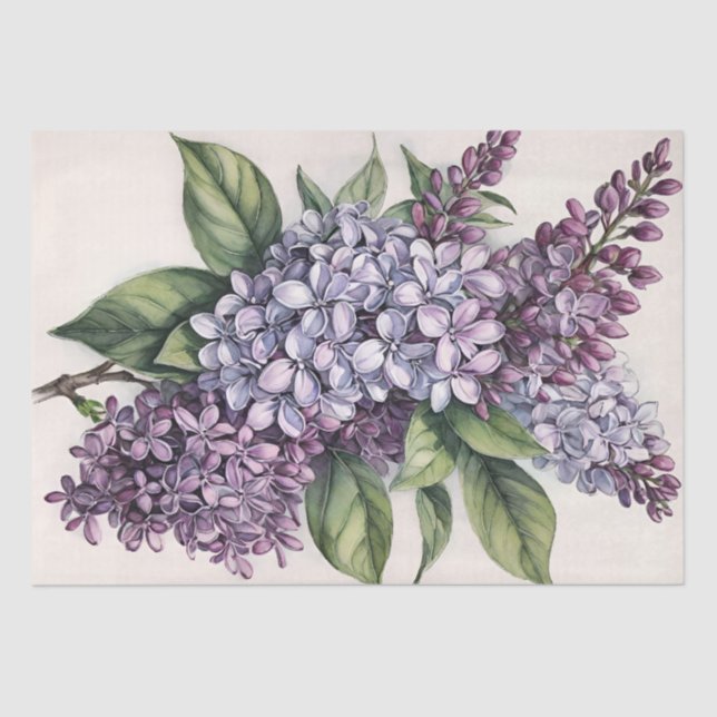 Lilacs Purple Lilac Bush Illustration              Tissue Paper (Front)