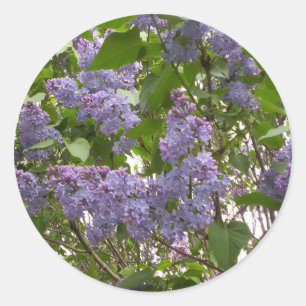Lilacs Stickers
