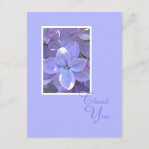 Lilacs Sympathy or Death Thank You Postcard