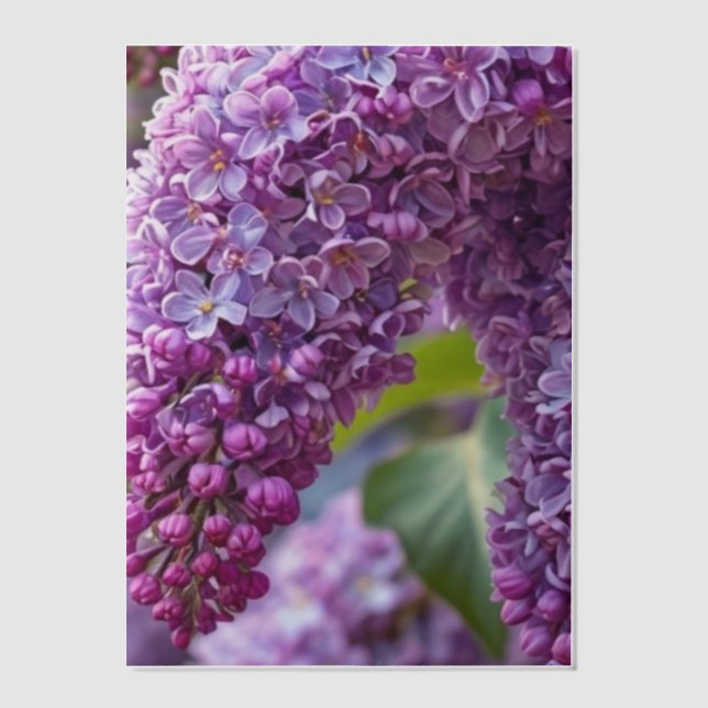 Lilacs Vellum Overlay Invitations (Front)