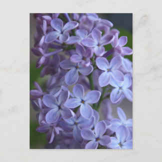 Lilas floral tree in blom postcard
