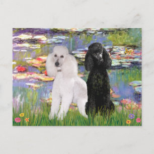 Lilies2-Standard Poodles (black & white) Postcard