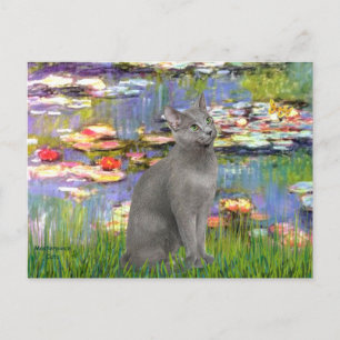 Lilies 2 - Russian Blue cat Postcard
