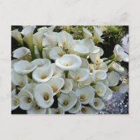 Lilies at Calla Lily Plantation, Taiwan