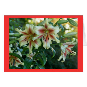 Lilies at Missouri Botanical Garden