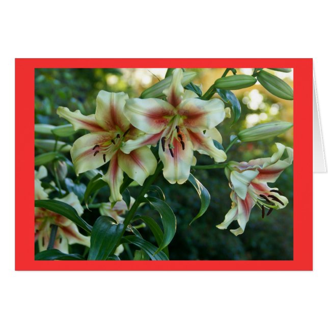 Lilies at Missouri Botanical Garden (Front Horizontal)
