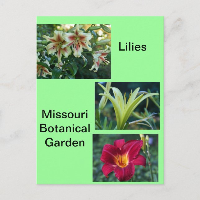 Lilies at Missouri Botanical Garden Postcard (Front)