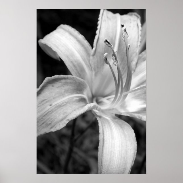 lilies bw poster (Front)