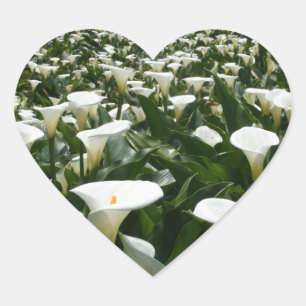 Lilies growing at Calla Lily Plantation, Taiwan Heart Sticker