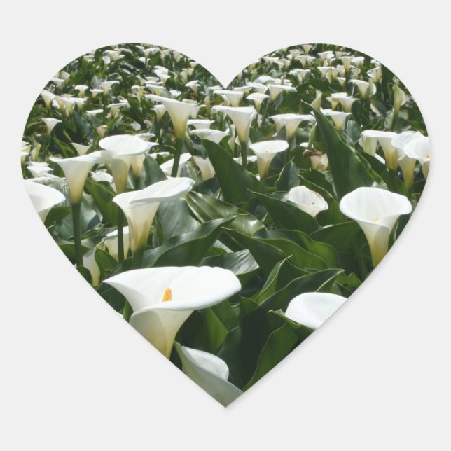 Lilies growing at Calla Lily Plantation, Taiwan Heart Sticker (Front)