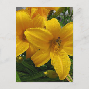 Lilies in Rain Postcard