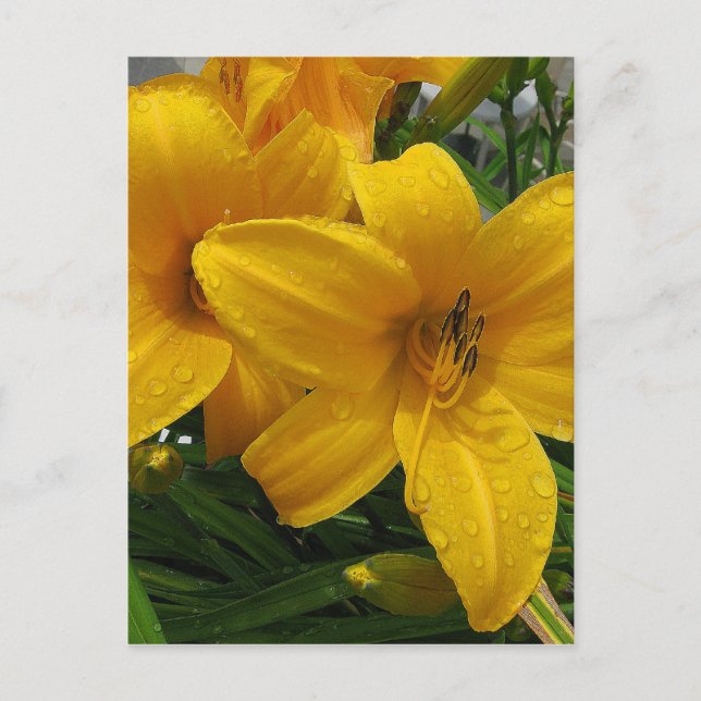 Lilies in Rain Postcard (Front)