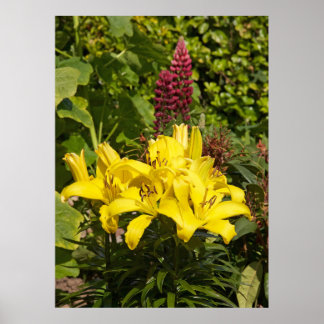 Lilies in the garden. poster