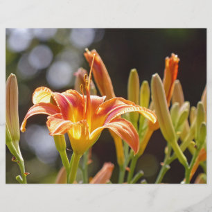 Lilies in the Sunshine