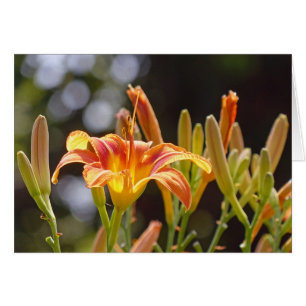Lilies in the Sunshine