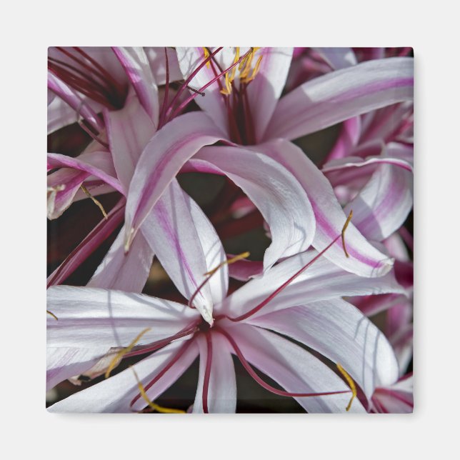 Lilies Magnet (Front)