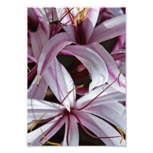 Lilies Photo Print