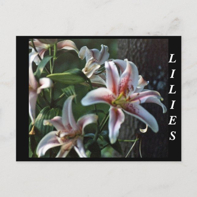 LILIES POSTCARD (Front)