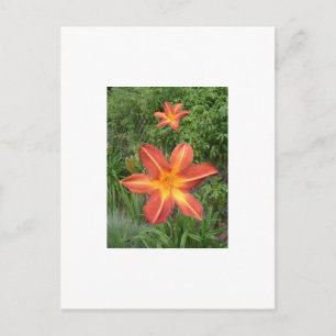 :Lilies Postcard