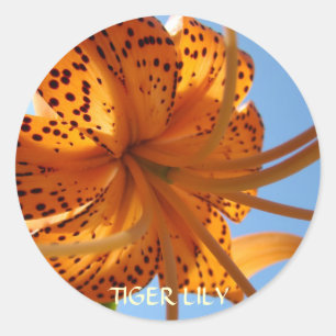 LILIES STICKERS Orange Tiger Lily Flowers Gifts