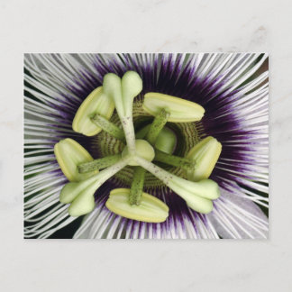 Lilikoi Flower Postcard