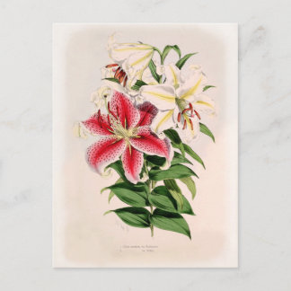Lilium auratum postcard
