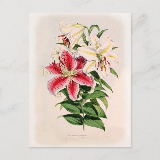 Lilium auratum postcard (Front)