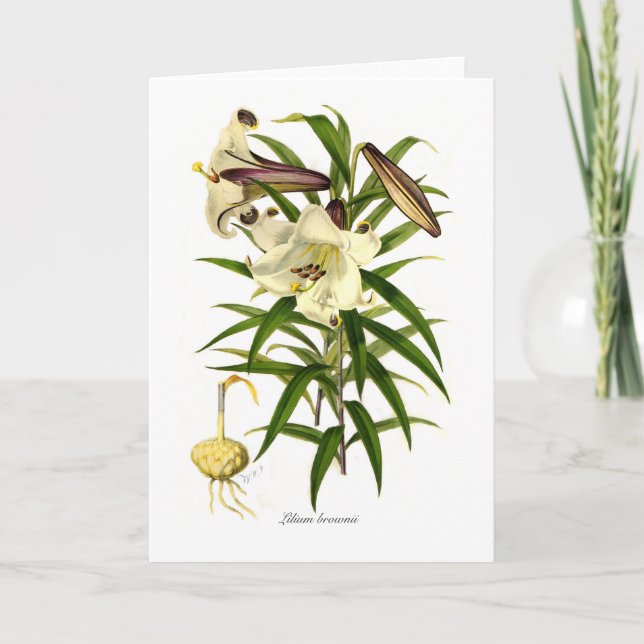 Lilium brownii card (Front)