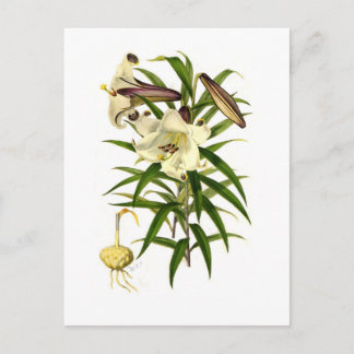Lilium brownii postcard
