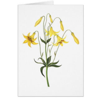 Lilium canadense