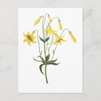 Lilium canadense postcard
