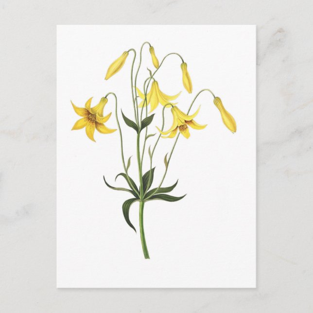 Lilium canadense postcard (Front)