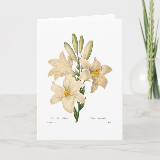 Lilium candidum card (Front)