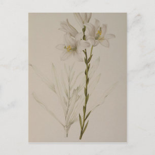 Lilium Candidum, from `Les Liliacees', 1807 Postcard