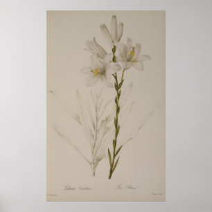 Lilium Candidum, from `Les Liliacees', 1807 Poster