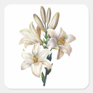 Lilium Candidum or Madonna Lily By Redoute Square Sticker