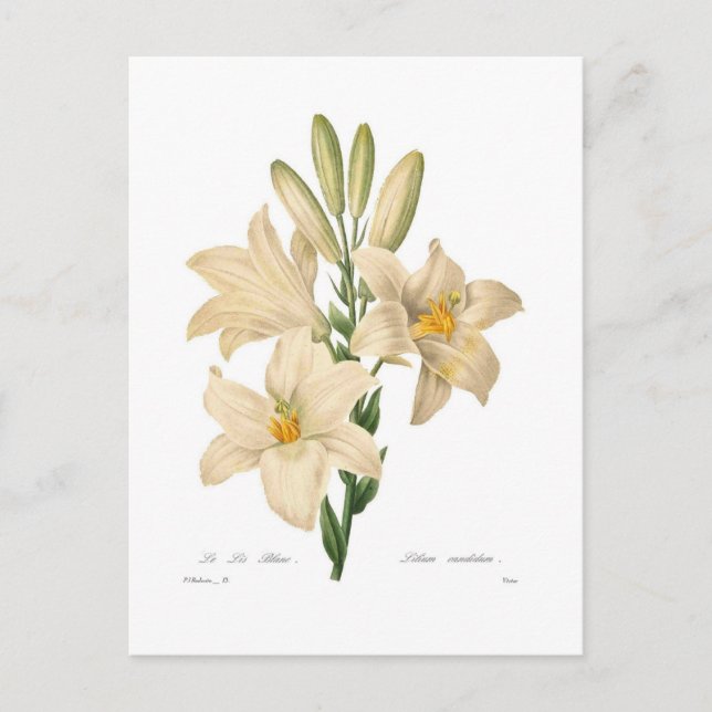 Lilium candidum postcard (Front)