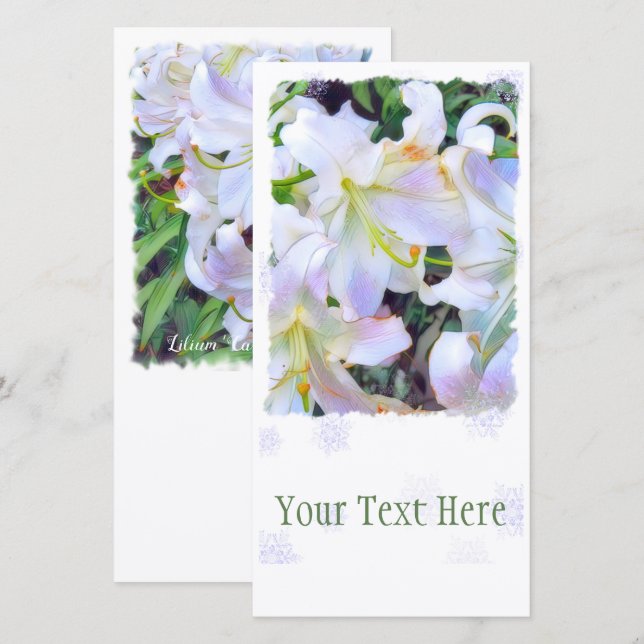 Lilium ‘Casa Blanca’ [Flat Guide Card] Announcement (Front/Back)