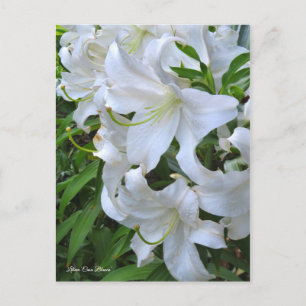 Lilium ‘Casa Blanca’  [Postcard] ポストカード Postcard