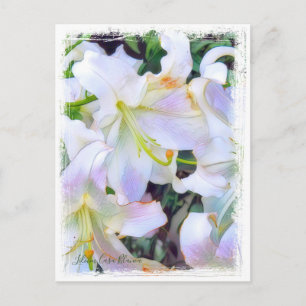 Lilium ‘Casa Blanca’  [Postcard] ポストカード Postcard