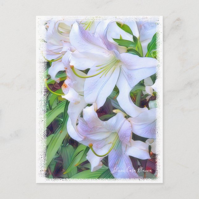 Lilium ‘Casa Blanca’  [Postcard] ポストカード Postcard (Front)