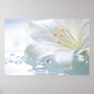 Lilium Flower Petal Nature Serene Calm Poster