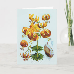 Lilium humboldtii card