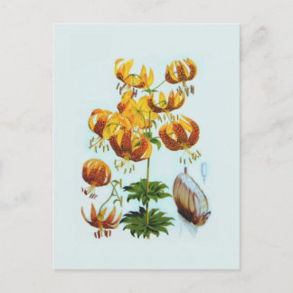 Lilium humboldtii postcard