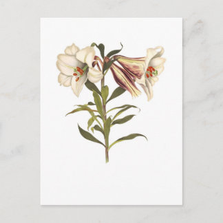 Lilium japonicum postcard