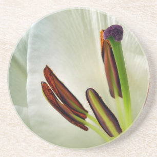 Lilium Oriental White Coaster