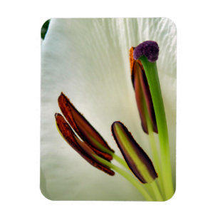 Lilium Oriental White Magnet