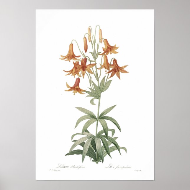 Lilium penduliflorum poster (Front)